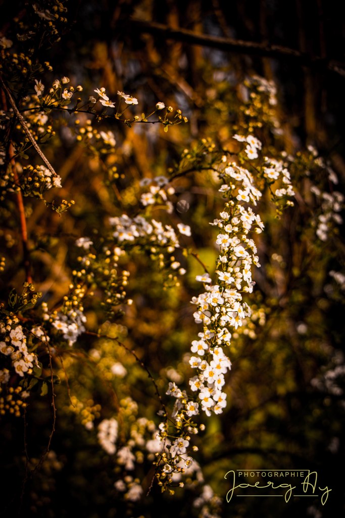 _MG_5127